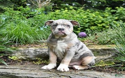Olde English Bulldogge dogs for sale: Pearl - Image 2