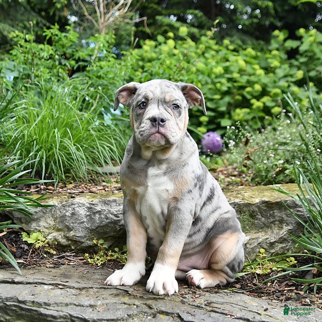 Olde English Bulldogge dogs for sale: Pearl - Image 2