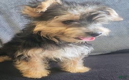 Yorkiepoo dogs for sale: Larry - Image 8