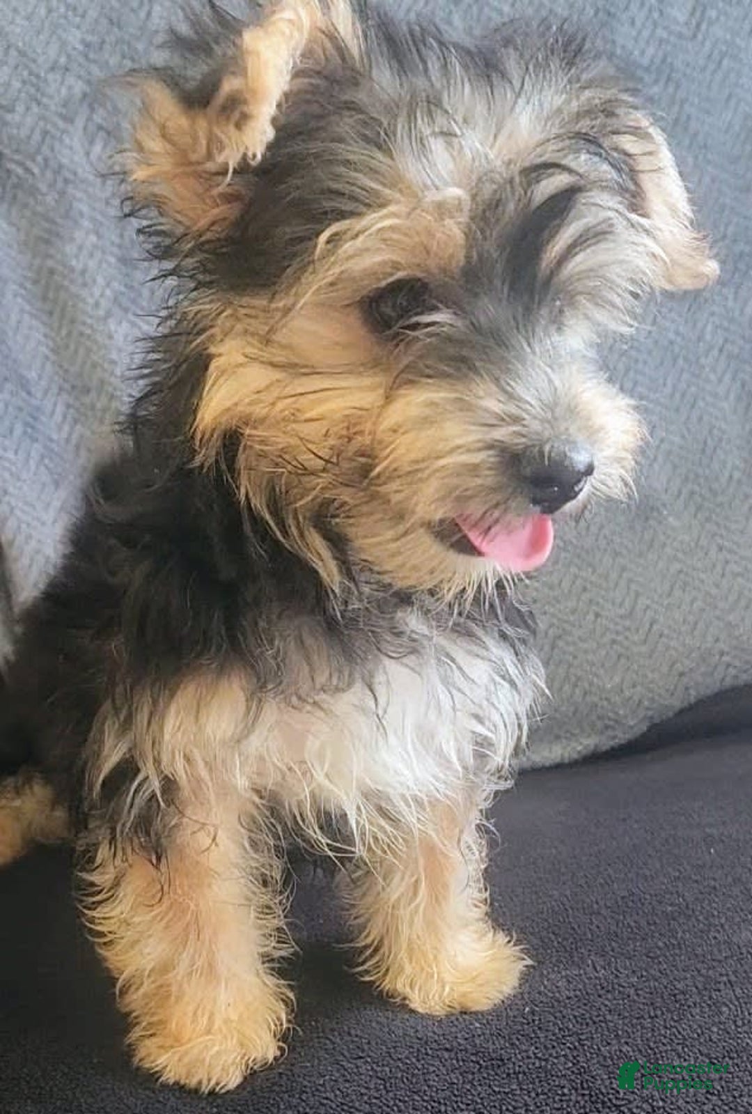 Yorkiepoo dogs for sale: Larry - Image 8