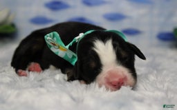 Bernese Mountain Dog dogs for sale: Cherrio - Image 4
