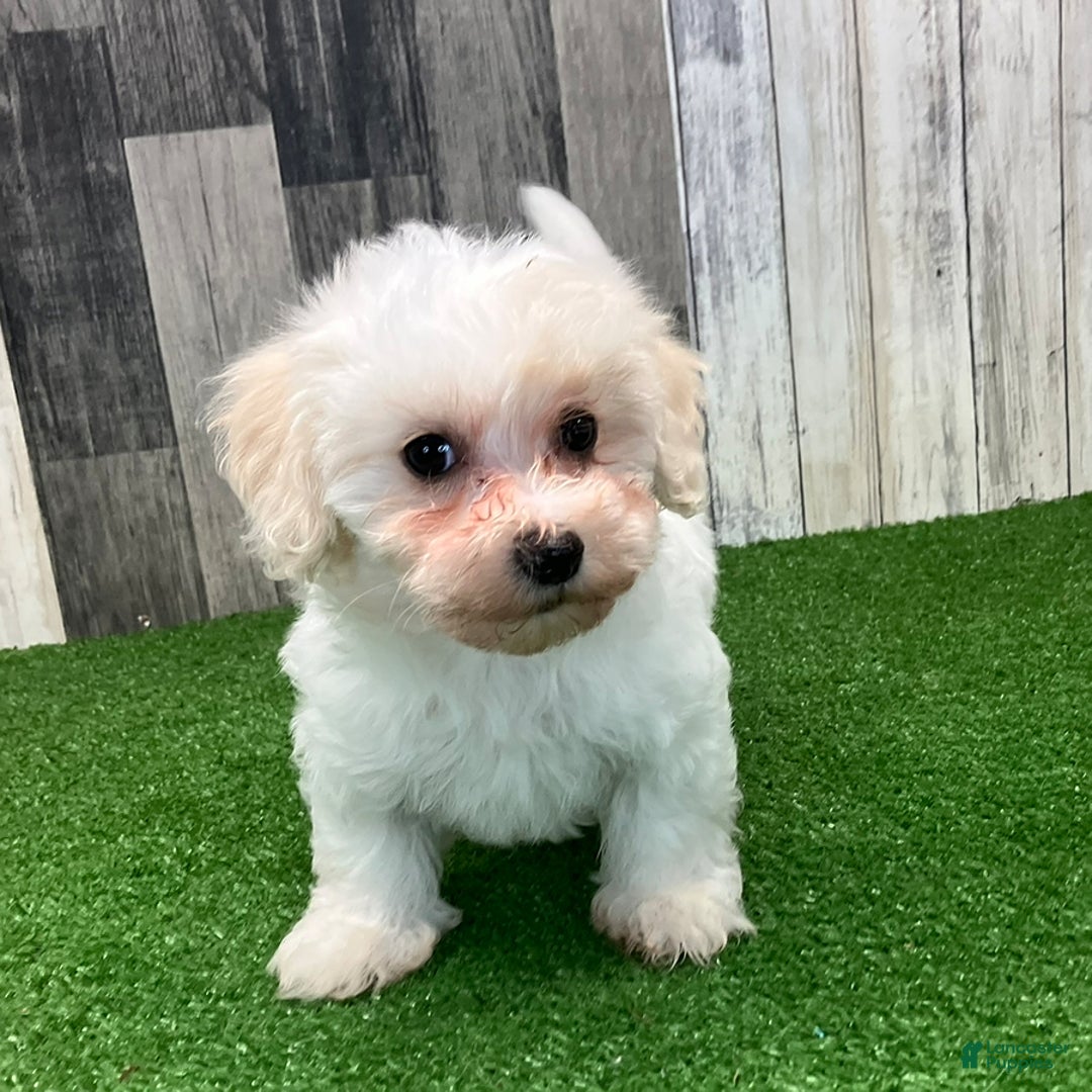 Maltipoo dogs for sale: Joann - Image 2
