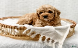 Cavapoo dogs for sale: Jordan - Image 5