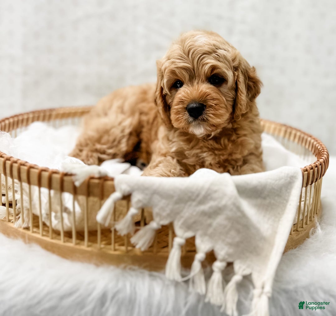 Cavapoo dogs for sale: Jordan - Image 5