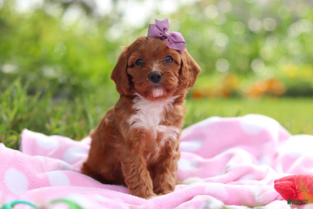 Cavapoo dogs for sale: Polly - Image 1