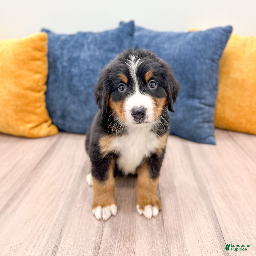 Bernese Mountain Dog dogs for sale: Dash - Image 3