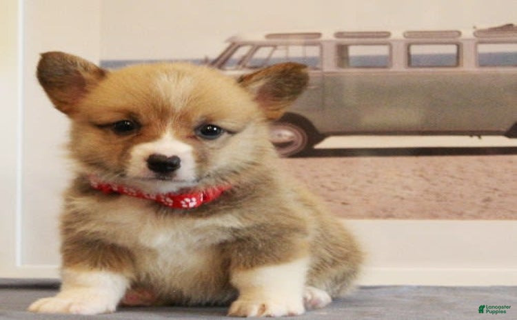 Welsh Corgi Pembroke dogs for sale - Ad 4