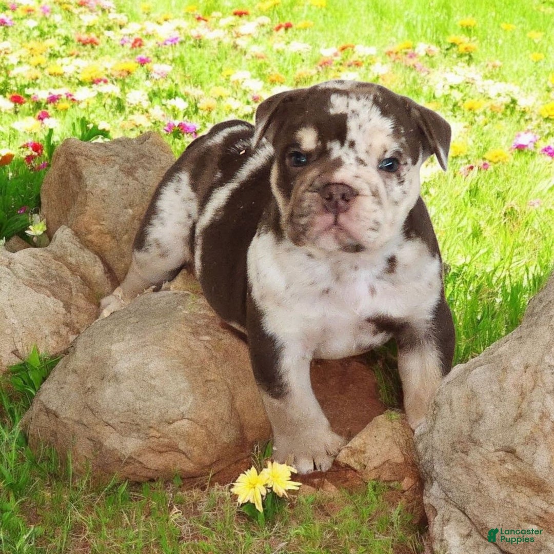 English Bulldog dogs for sale: Rocky - Image 3