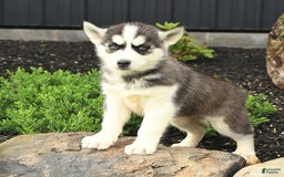 Siberian Husky dogs for sale: Taffy - Image 5
