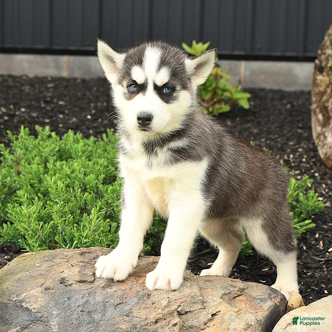 Siberian Husky dogs for sale: Taffy - Image 5