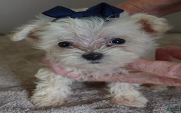 Maltipoo dogs for sale: Beans - Image 9