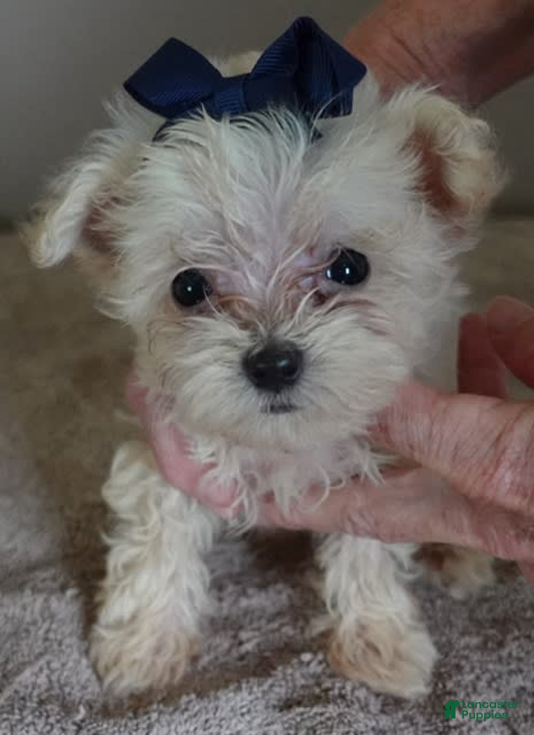 Maltipoo dogs for sale: Beans - Image 9