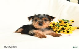 Yorkshire Terrier dogs for sale: Windy - Image 1