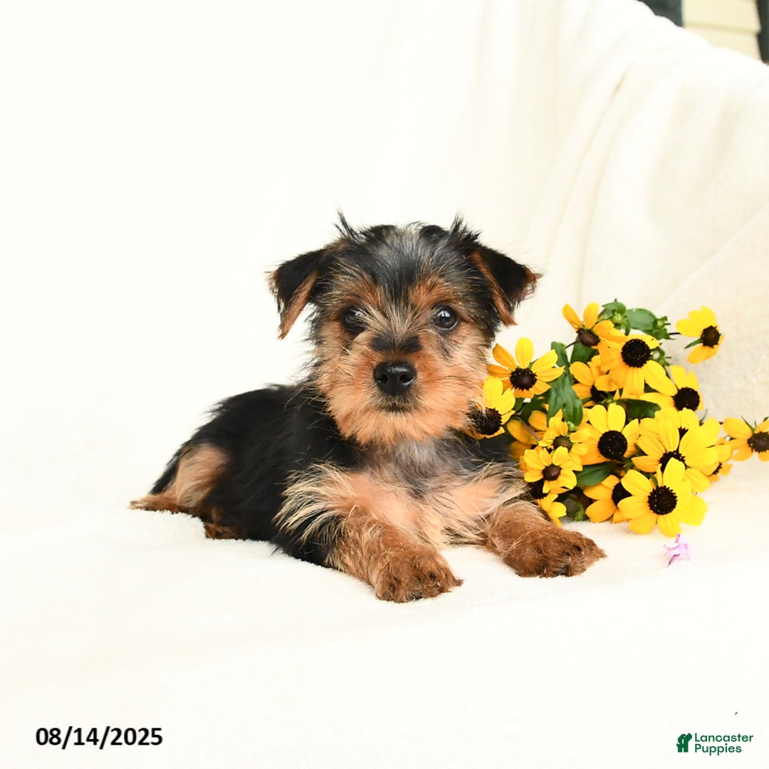 Yorkshire Terrier dogs for sale: Windy - Image 1