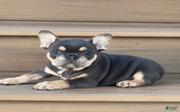 French Bulldog dogs for sale: Honey - Image 10
