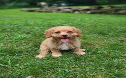 Cavapoo dogs for sale: Poppy - Image 5