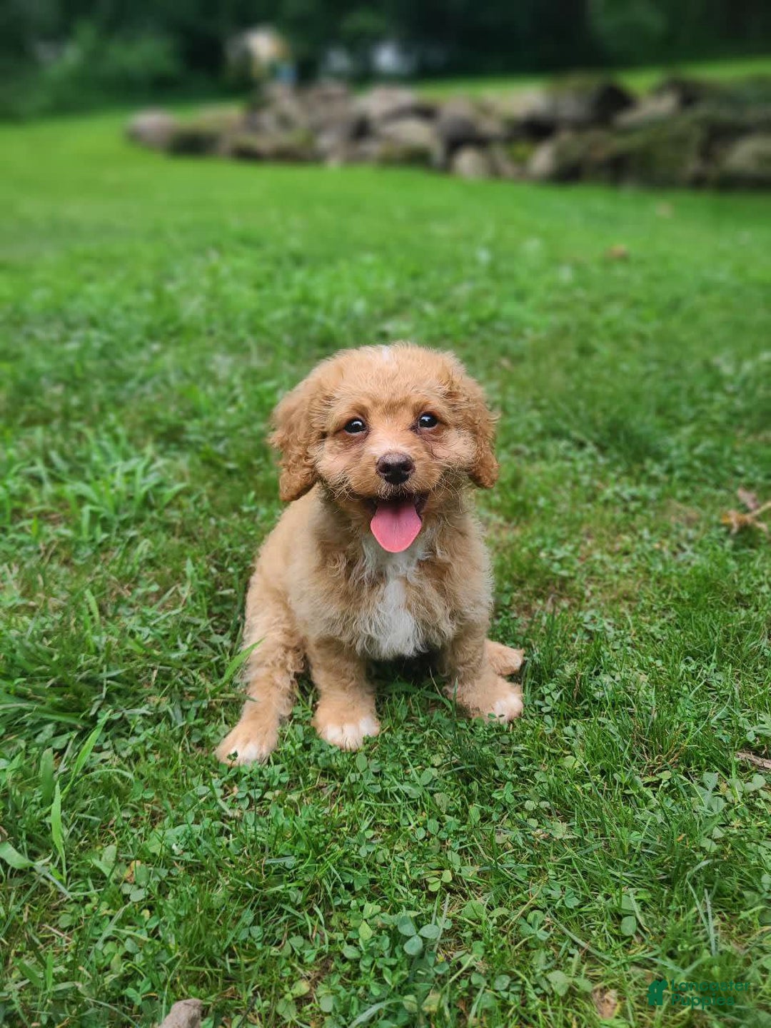 Cavapoo dogs for sale: Poppy - Image 5