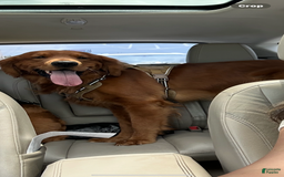 Golden Retriever dogs for sale: Khaki - Image 3