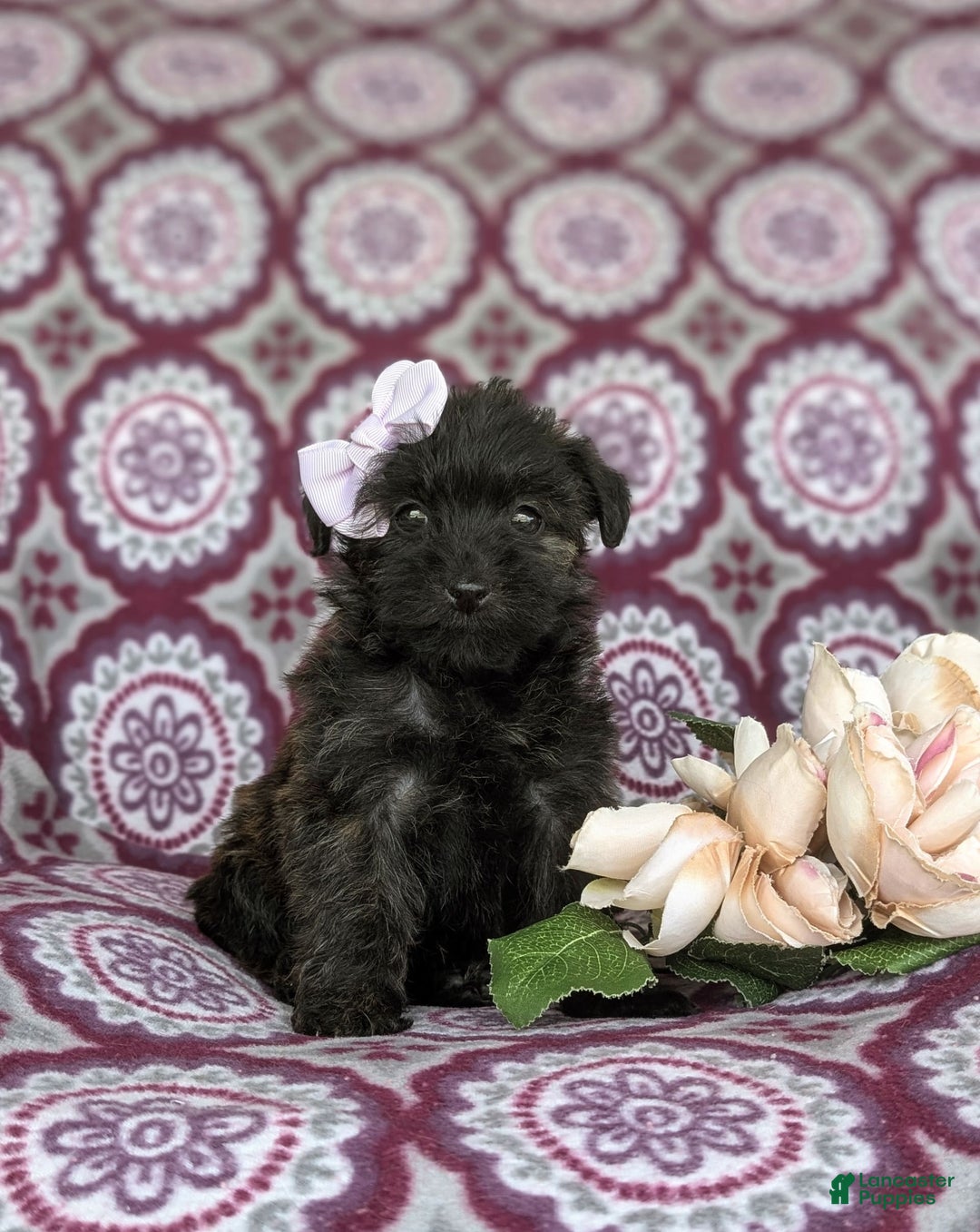 Morkie dogs for sale: Zia Hypoallergenic - Image 5