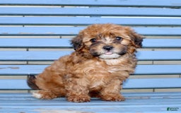 Shihpoo dogs for sale: Lisa - Image 1