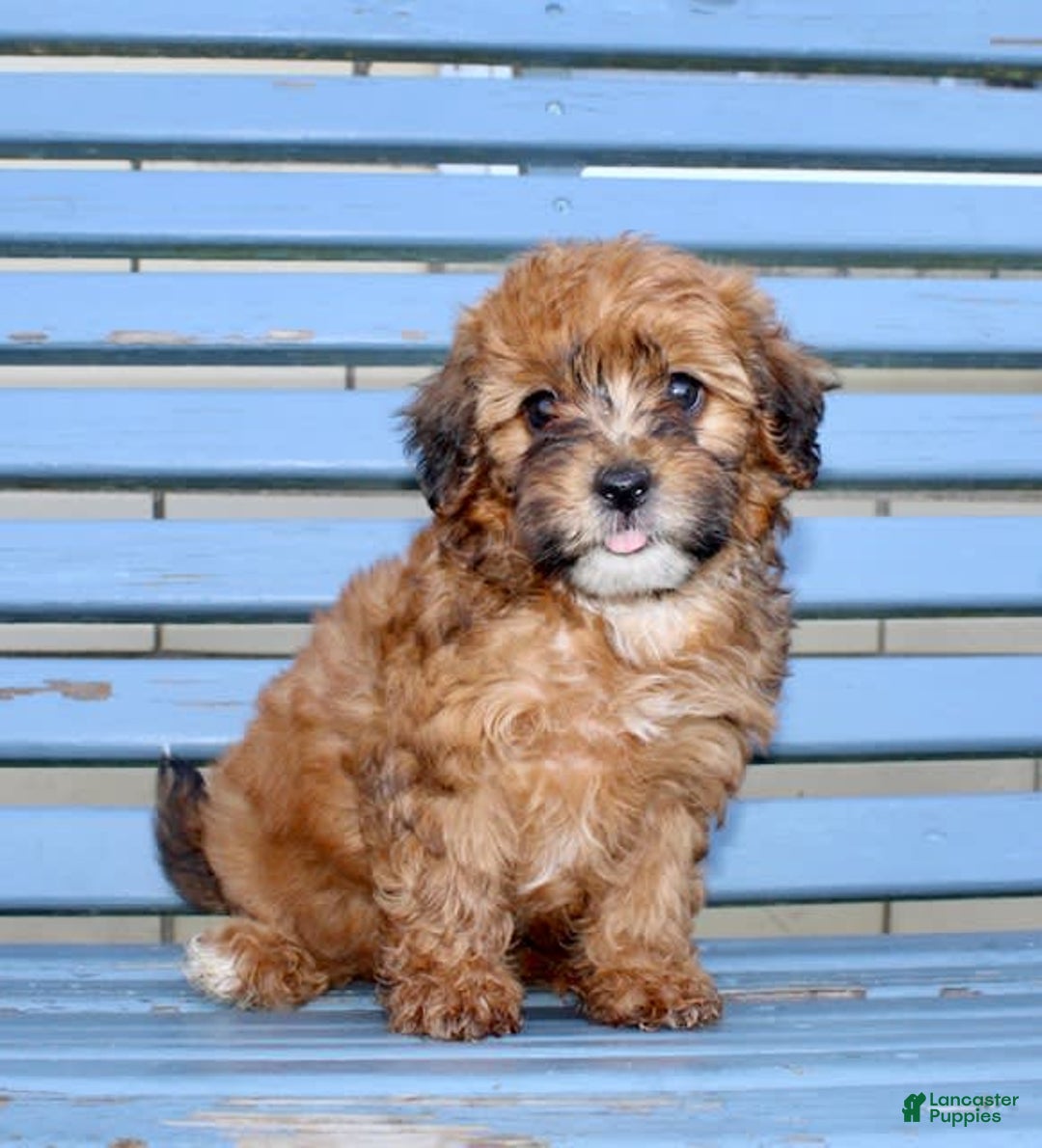 Shihpoo dogs for sale: Lisa - Image 1