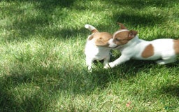 Jack Russell Terrier dogs for sale: Fillmore - Image 11