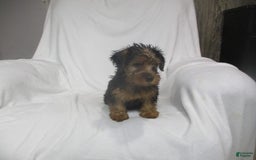 Yorkshire Terrier dogs for sale: Tank - Image 18