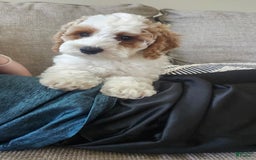 Cockapoo dogs for sale: Remi - Image 8