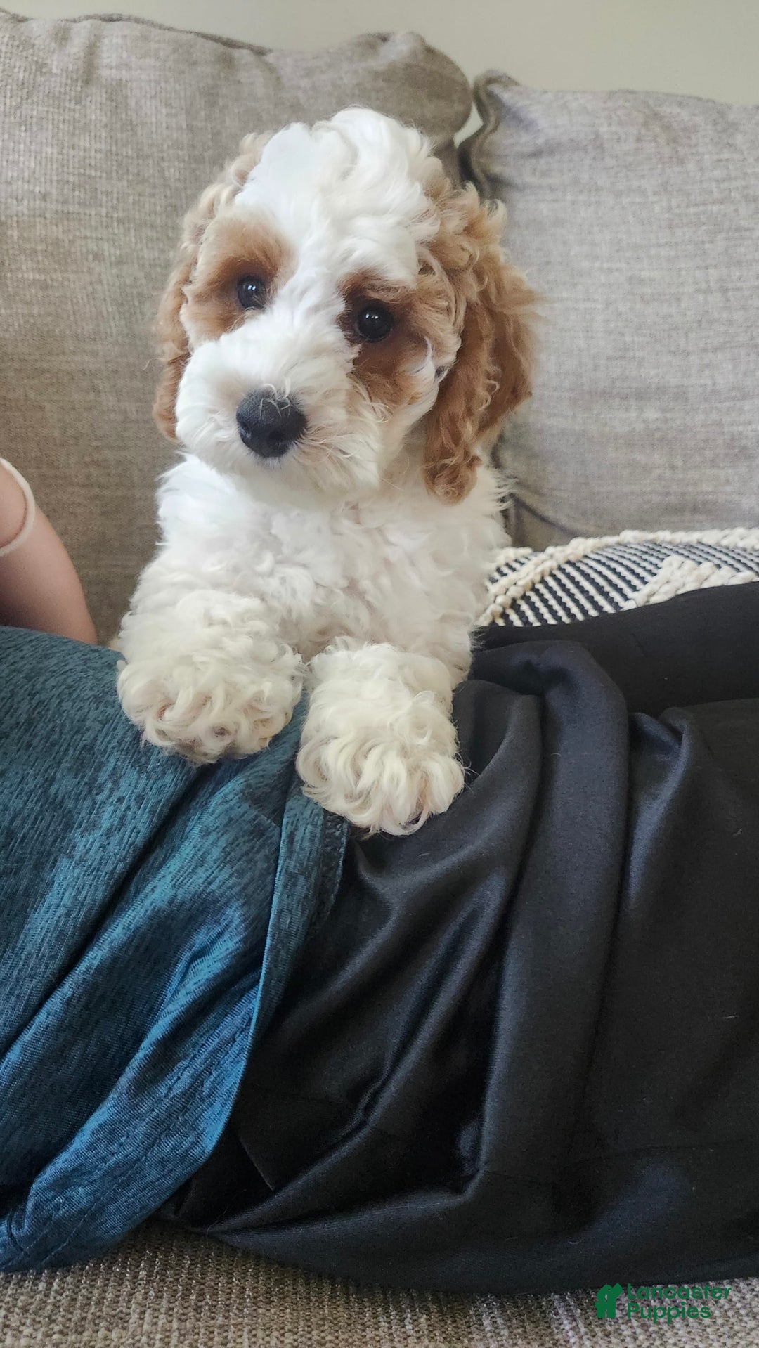 Cockapoo dogs for sale: Remi - Image 8