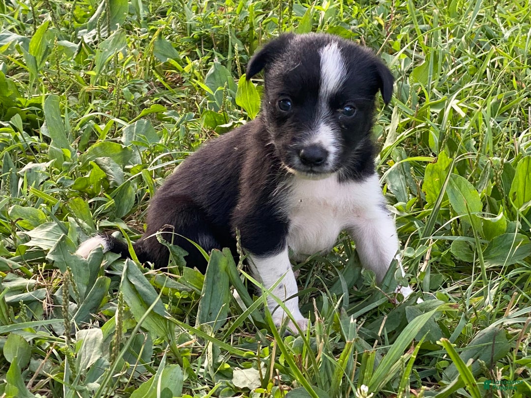 Border Collie dogs for sale: Blackie - Image 4