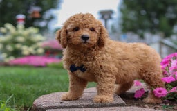  dogs for sale: Mini Goldendoodle 4 puppies - Image 11