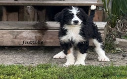 Bernedoodle dogs for sale: Justice 77956 - Image 6