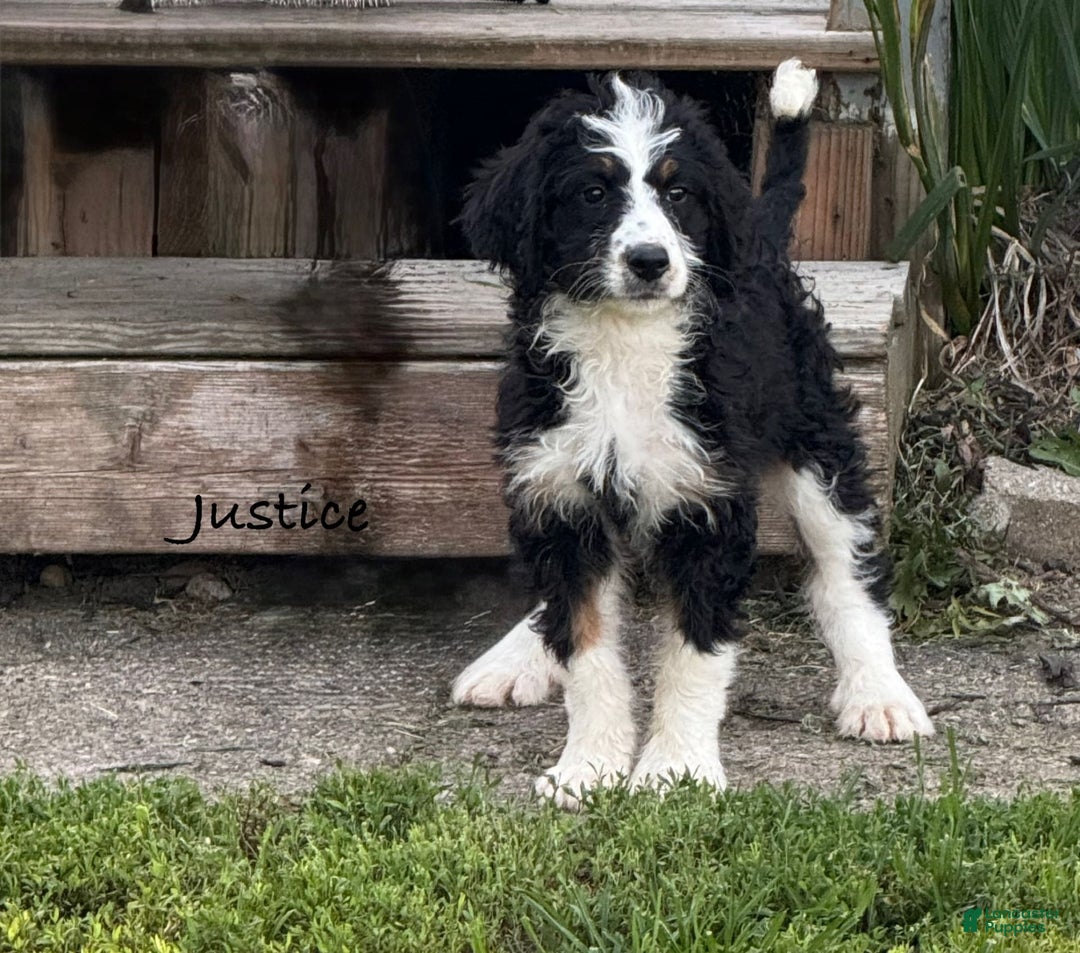Bernedoodle dogs for sale: Justice 77956 - Image 6