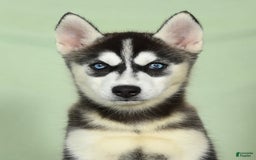 Siberian Husky dogs for sale: Mitzy - Image 9