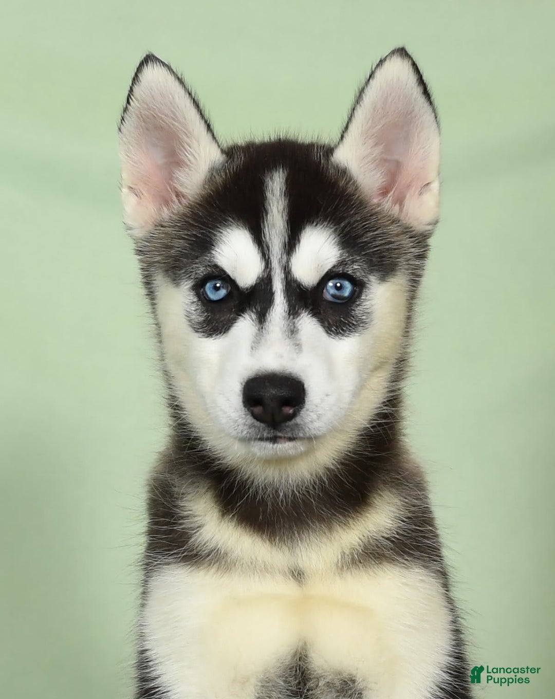 Siberian Husky dogs for sale: Mitzy - Image 9
