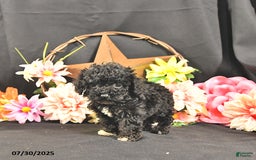 Miniature Poodle dogs for sale: Chip   Extra Small - Image 5