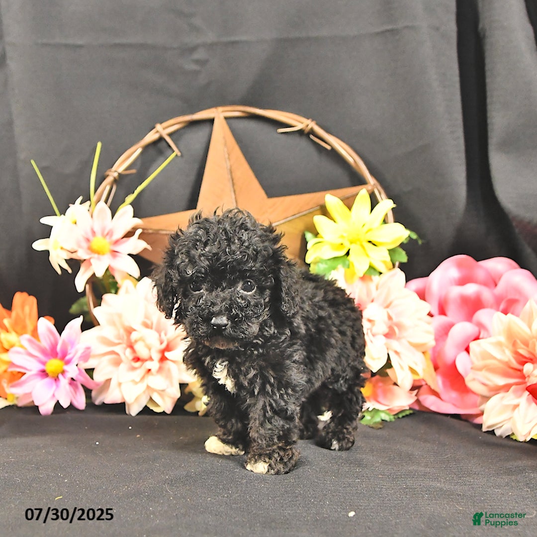 Miniature Poodle dogs for sale: Chip   Extra Small - Image 5