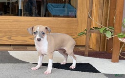 Italian Greyhound dogs for sale: Trina - Image 7