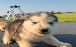 Siberian Husky dogs for sale: Toronto - Image 14