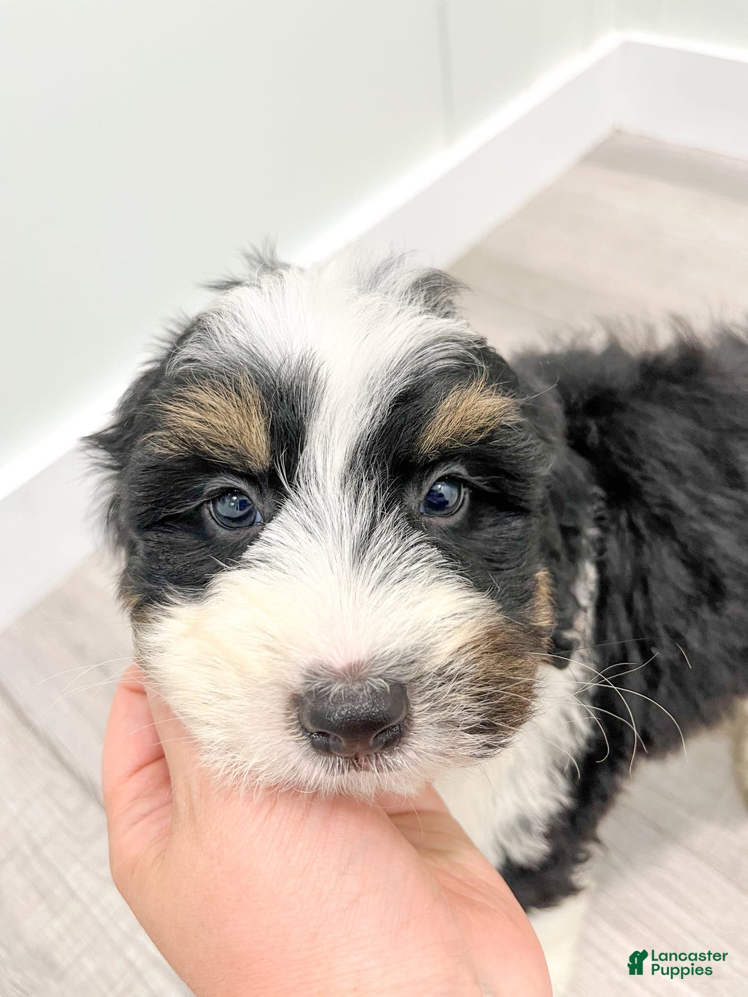 Mini Bernedoodle dogs for sale: Archer - Image 4