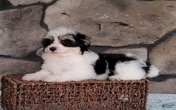 Havanese dogs for sale: Danny - Image 3