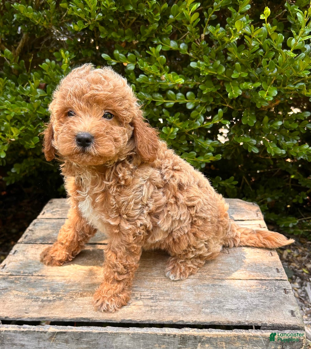 Mini Goldendoodle dogs for sale: Otis - Image 2