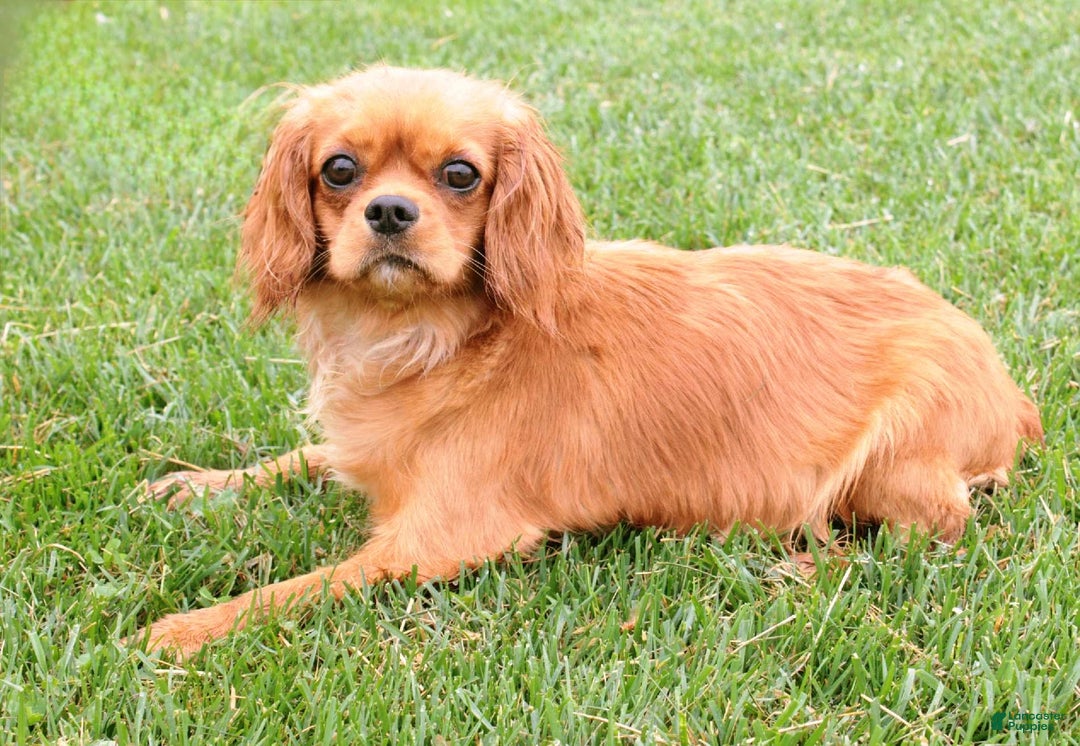 Cavapoo dogs for sale: Xyla - Image 5