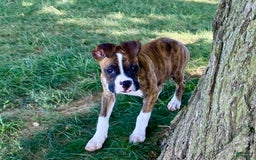 Boxer dogs for sale: Roxie - Image 5