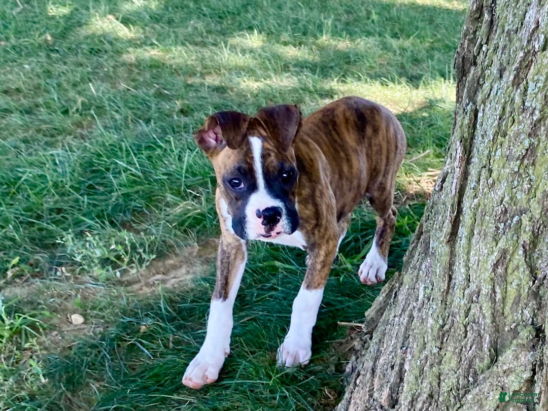 Boxer dogs for sale: Roxie - Image 5