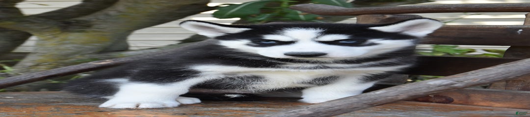 Chief