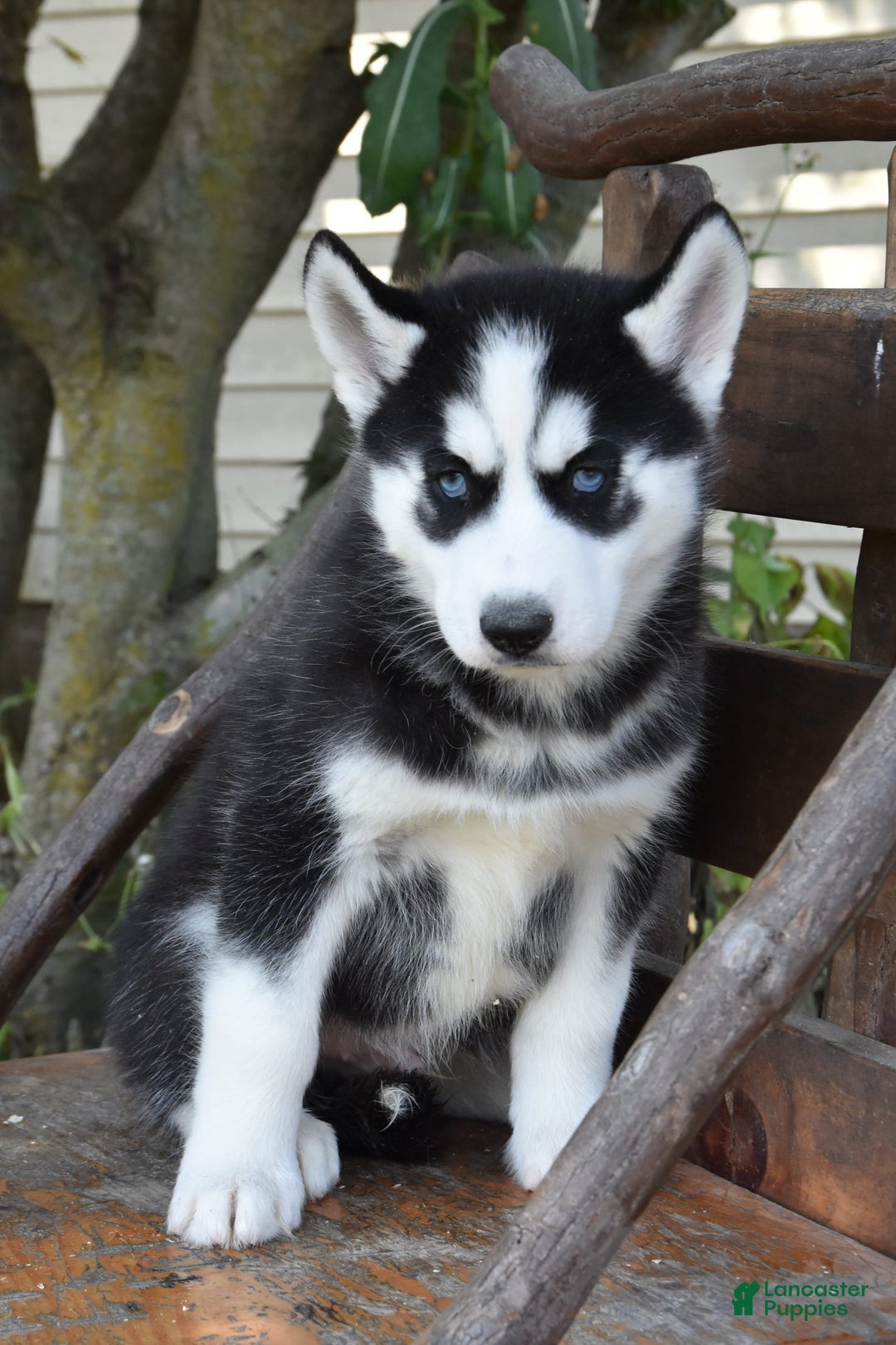 Siberian Husky dogs for sale: Chief - Image 3