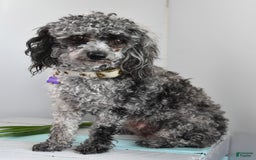 Toy Poodle dogs for sale: Sassy - House Trained - Image 3