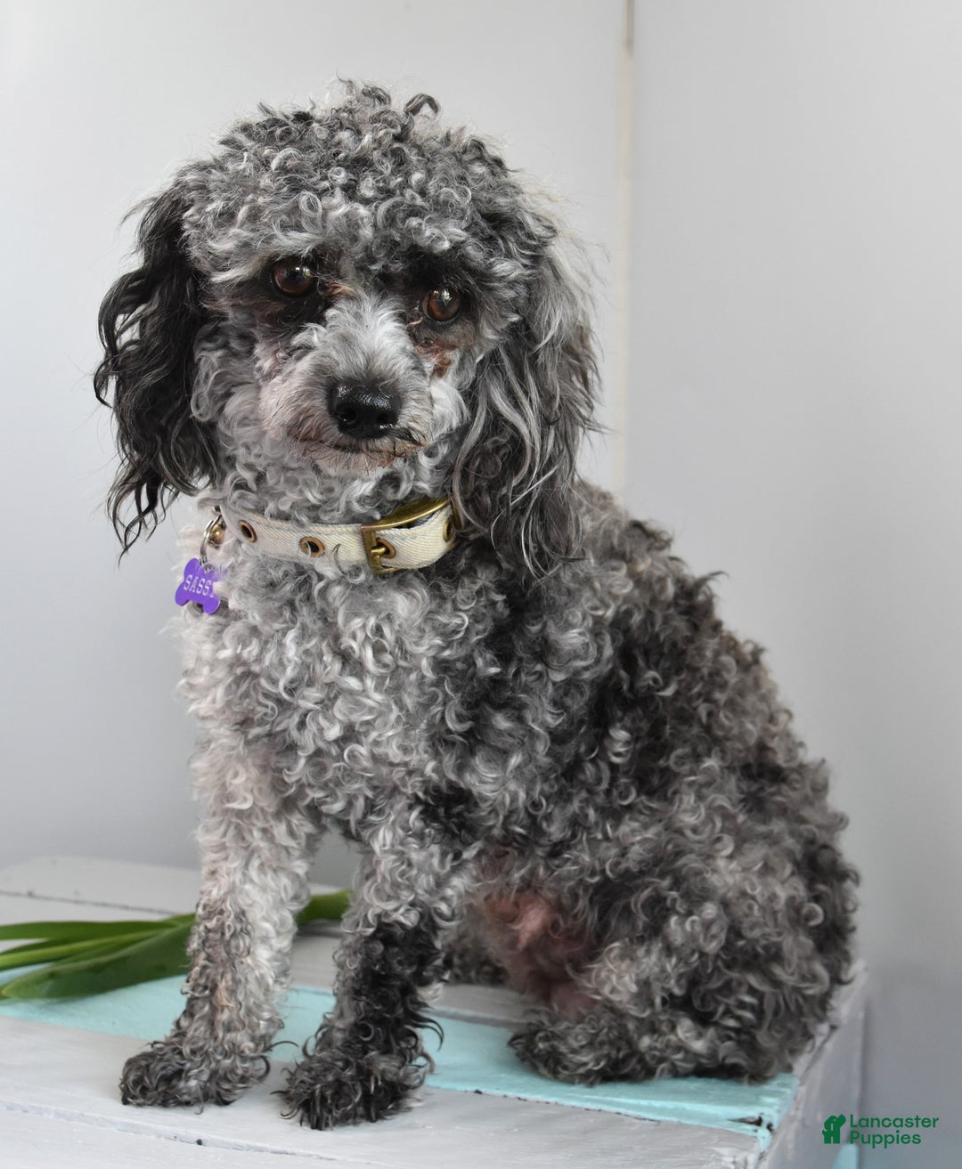 Toy Poodle dogs for sale: Sassy - House Trained - Image 3