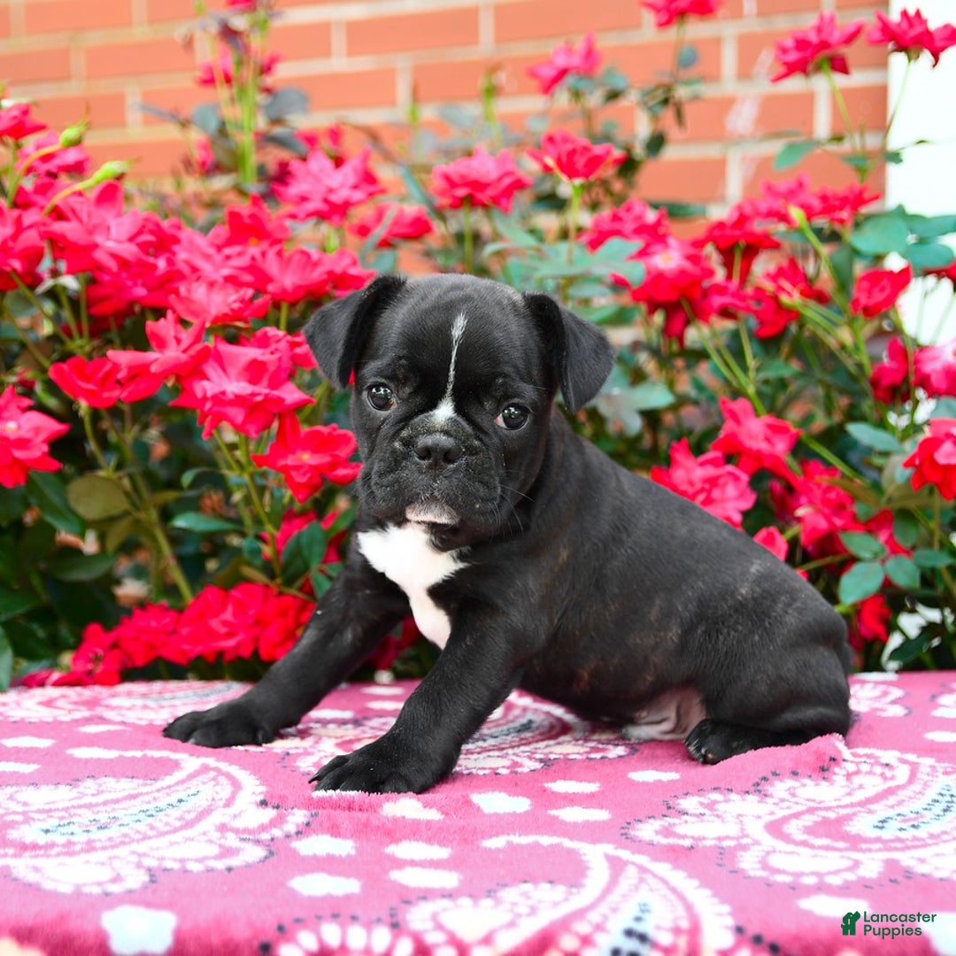 Frenchton dogs for sale: Flint - Image 2